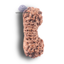 Load image into Gallery viewer, 25 Mukhi Rudraksha from Indonesia Bead No. E
