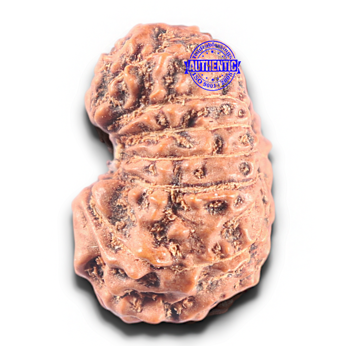 15 Mukhi Indonesian Rudraksha - Bead No. 121