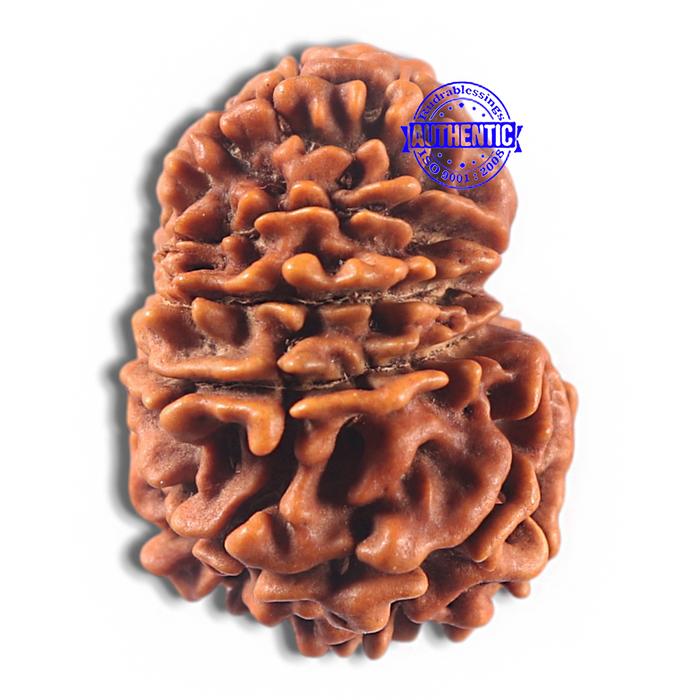 11 Mukhi Nepalese Rudraksha - Bead No. 423