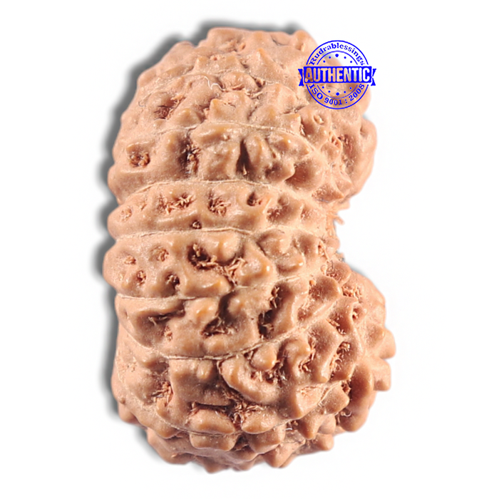 16 Mukhi Rudraksha from Indonesia - Bead No. 337