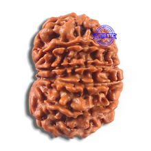 Load image into Gallery viewer, 11 Mukhi Nepalese Rudraksha - Bead No. 431
