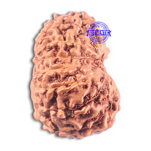 Load image into Gallery viewer, 15 Mukhi Indonesian Rudraksha - Bead No. 122
