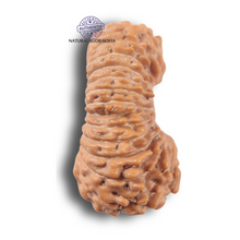 Load image into Gallery viewer, 24 Mukhi Rudraksha from Indonesia
