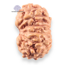 Load image into Gallery viewer, 14 mukhi Indonesian Rudraksha -  Bead No.402
