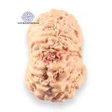Load image into Gallery viewer, 14 mukhi Indonesian Rudraksha -  Bead No.401
