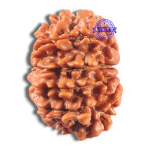 Load image into Gallery viewer, 11 Mukhi Nepalese Rudraksha - Bead No. 426
