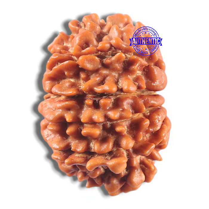 11 Mukhi Nepalese Rudraksha - Bead No. 426
