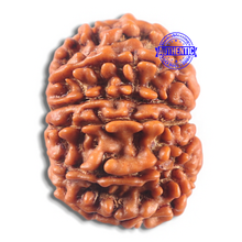 Load image into Gallery viewer, 11 Mukhi Nepalese Rudraksha - Bead No. 424
