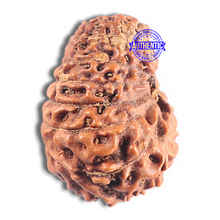 Load image into Gallery viewer, 15 Mukhi Indonesian Rudraksha - Bead No. 108

