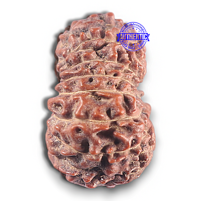 15 Mukhi Indonesian Rudraksha - Bead No. 113