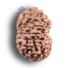 Load image into Gallery viewer, 16 Mukhi Rudraksha from Indonesia - Bead No. 349
