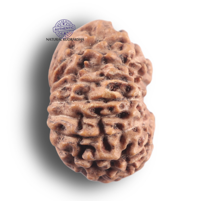 16 Mukhi Rudraksha from Indonesia - Bead No. 349