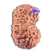 Load image into Gallery viewer, 15 Mukhi Indonesian Rudraksha - Bead No. 111

