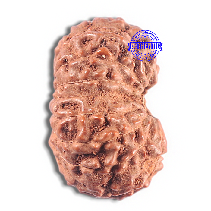15 Mukhi Indonesian Rudraksha - Bead No. 111