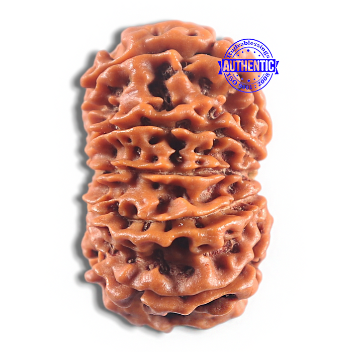 11 Mukhi Nepalese Rudraksha - Bead No. 421