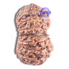 Load image into Gallery viewer, 15 Mukhi Indonesian Rudraksha - Bead No. 130
