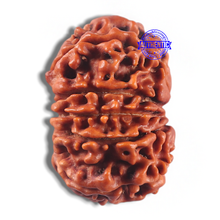 Load image into Gallery viewer, 11 Mukhi Nepalese Rudraksha - Bead No. 434
