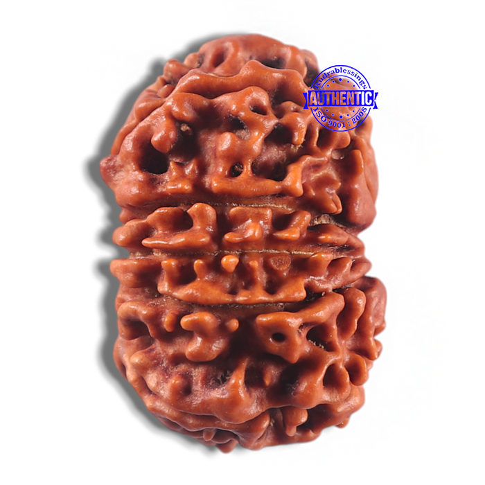 11 Mukhi Nepalese Rudraksha - Bead No. 434