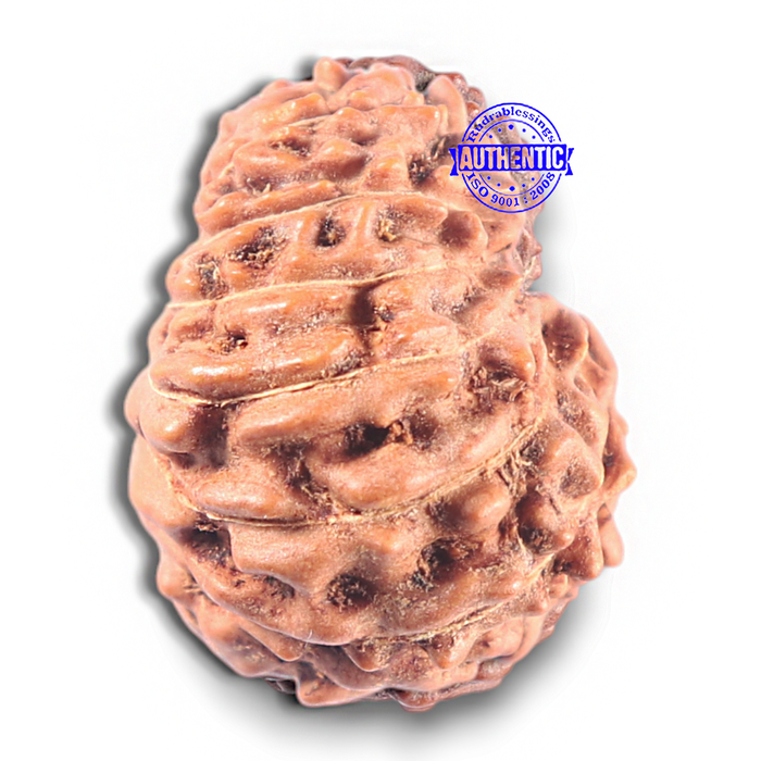 15 Mukhi Indonesian Rudraksha - Bead No. 118