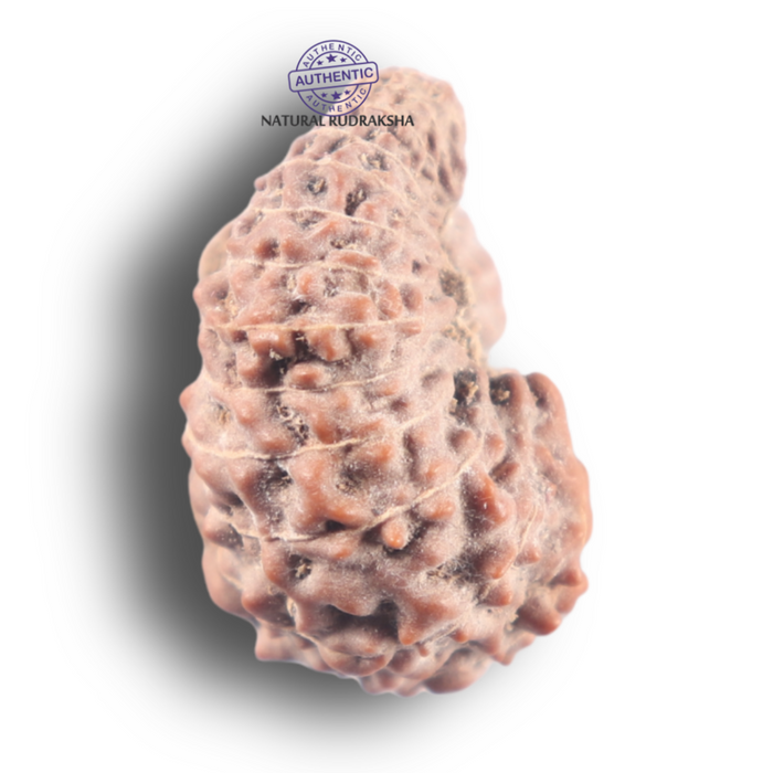 25 Mukhi Rudraksha from Indonesia - Bead No. N