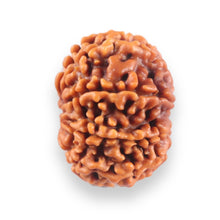 Load image into Gallery viewer, 9 Mukhi Nepalese Rudraksha - Bead No. 435
