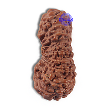 Load image into Gallery viewer, 22 Mukhi Rudraksha from Indonesia AB
