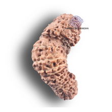 Load image into Gallery viewer, 26 Mukhi Gaurishankar Rudraksha from Indonesia W
