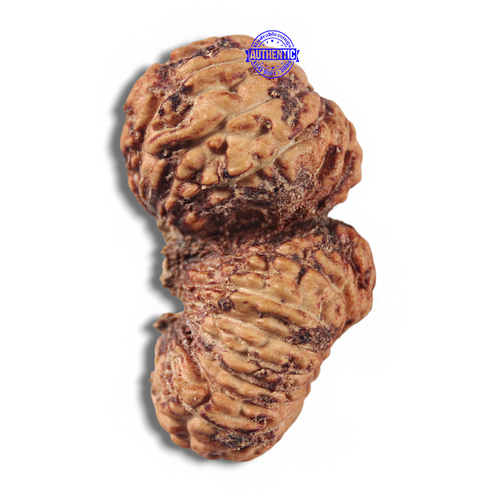 22 Mukhi Gaurishankar Rudraksha from Indonesia