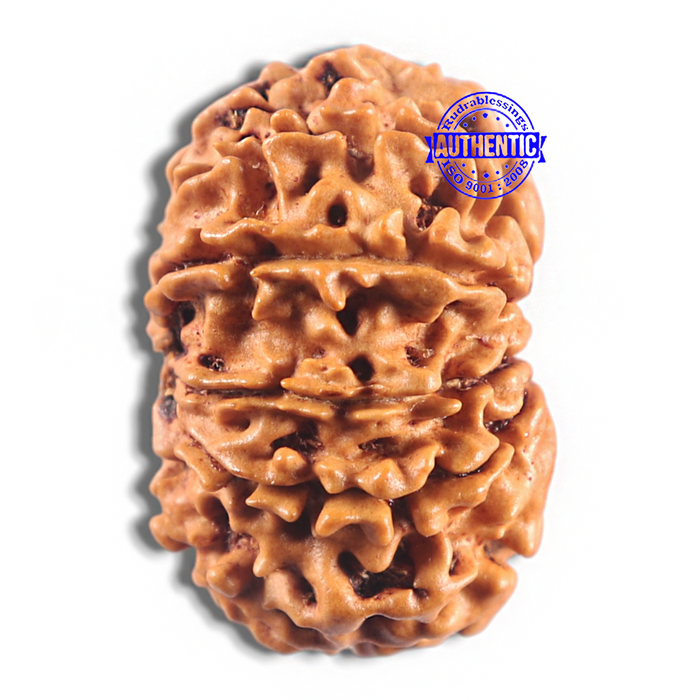 11 Mukhi Nepalese Rudraksha - Bead No. 416
