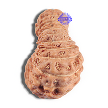 Load image into Gallery viewer, 24 Mukhi Rudraksha from Indonesia
