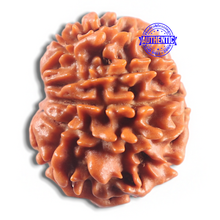Load image into Gallery viewer, 11 Mukhi Nepalese Rudraksha - Bead No. 422
