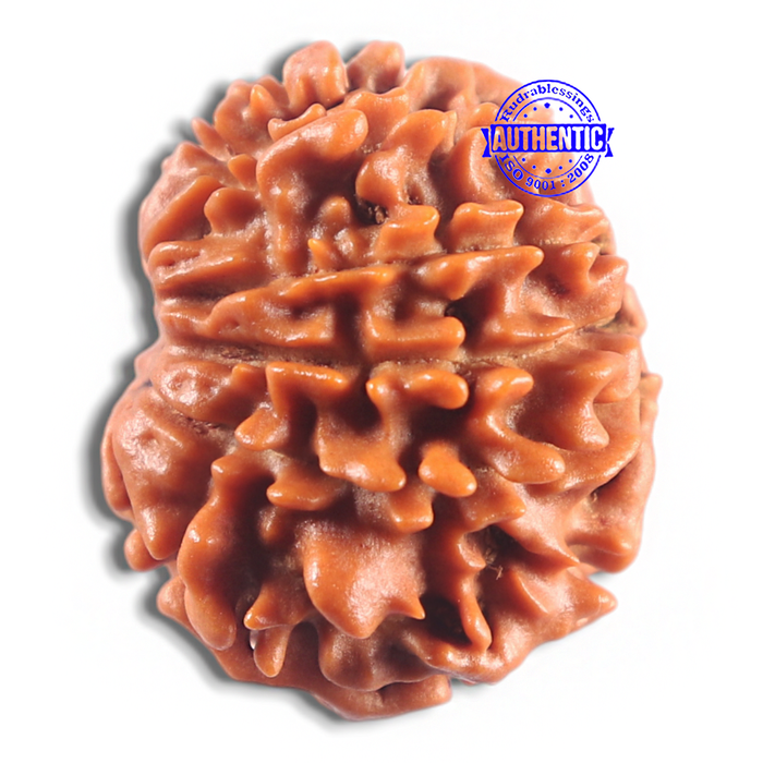 11 Mukhi Nepalese Rudraksha - Bead No. 422