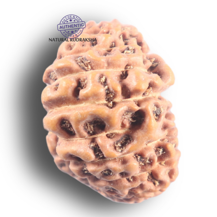 24 Mukhi Rudraksha from Indonesia X