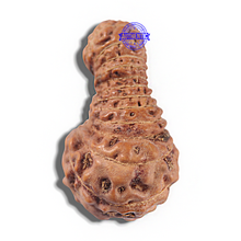 Load image into Gallery viewer, 23 Mukhi Rudraksha from Indonesia Bead No. W
