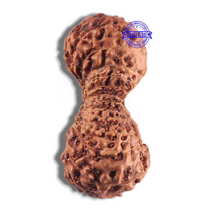 24 Mukhi Rudraksha from Indonesia - Bead No. L