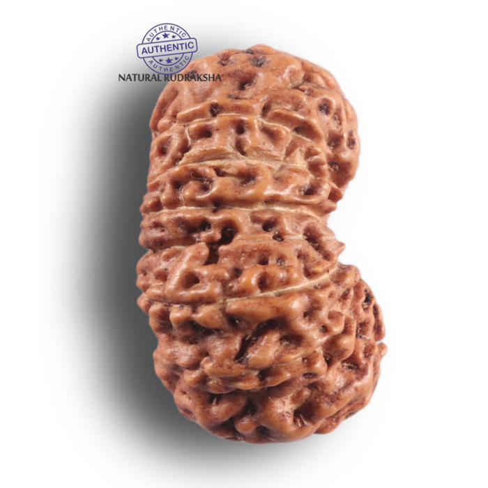 16 Mukhi Rudraksha from Indonesia - Bead No. 350