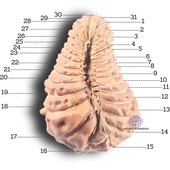 31 Mukhi Rudraksha from Indonesia