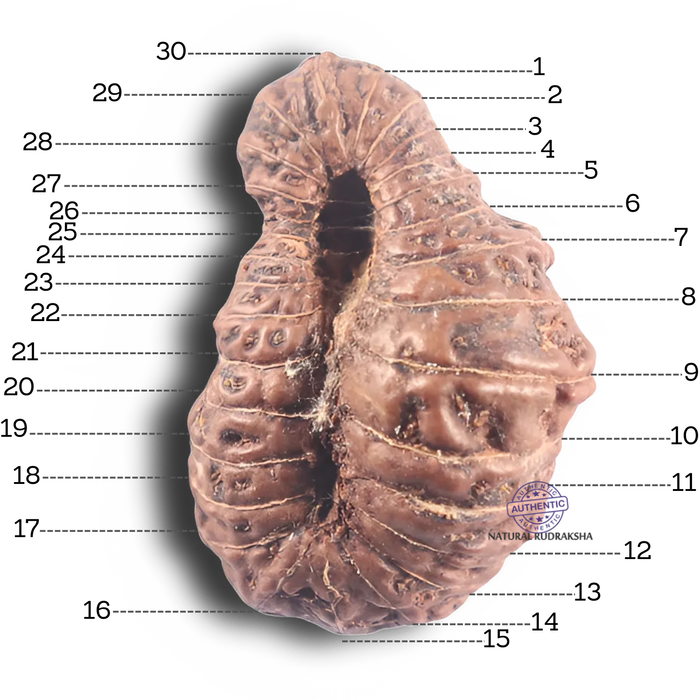 30 Mukhi Rudraksha from Indonesia