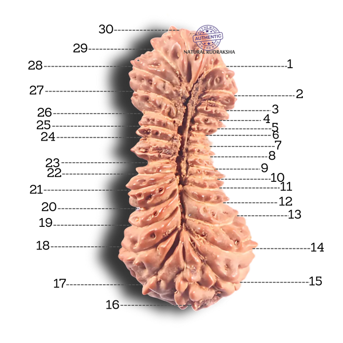 30 Mukhi Rudraksha from Indonesia
