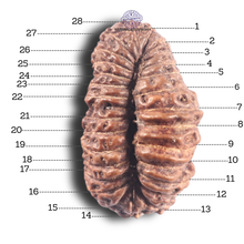 Load image into Gallery viewer, 28 Mukhi Rudraksha from Indonesia
