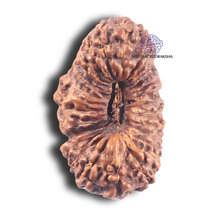 Load image into Gallery viewer, 28 Mukhi Rudraksha from Indonesia

