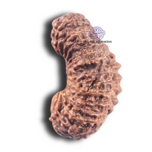 Load image into Gallery viewer, 28 Mukhi Rudraksha from Indonesia
