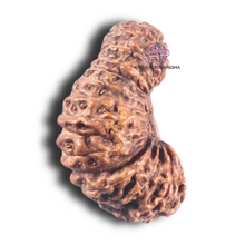 Load image into Gallery viewer, 28 Mukhi Rudraksha from Indonesia
