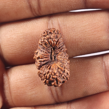 Load image into Gallery viewer, 28 Mukhi Rudraksha from Indonesia
