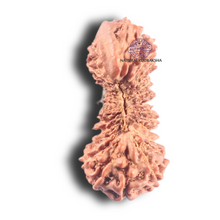 Load image into Gallery viewer, 30 Mukhi Rudraksha from Indonesia
