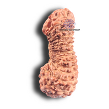 Load image into Gallery viewer, 30 Mukhi Rudraksha from Indonesia
