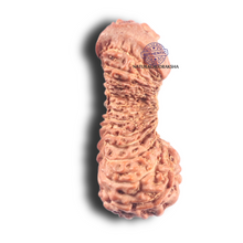 Load image into Gallery viewer, 30 Mukhi Rudraksha from Indonesia
