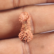 Load image into Gallery viewer, 30 Mukhi Rudraksha from Indonesia
