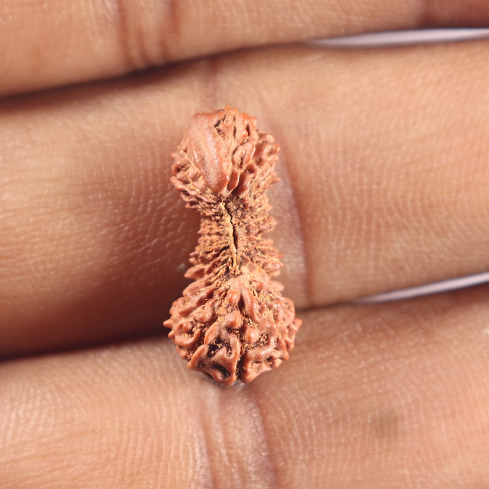 30 Mukhi Rudraksha from Indonesia