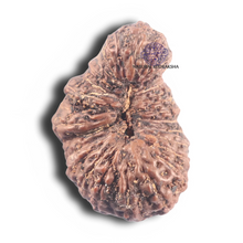 Load image into Gallery viewer, 30 Mukhi Rudraksha from Indonesia
